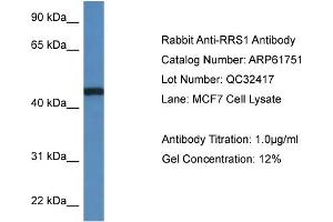 Image no. 2 for anti-RRS1 Ribosome Biogenesis Regulator (RRS1) (C-Term) antibody (ABIN2788889)