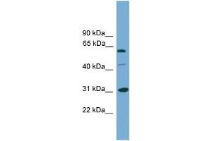 Image no. 1 for anti-Cell Cycle Checkpoint Protein RAD1 (RAD1) (Middle Region) antibody (ABIN2787356)