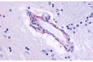 Image no. 1 for anti-Cholinergic Receptor, Muscarinic 5 (CHRM5) (Cytoplasmic Domain) antibody (ABIN1048446)