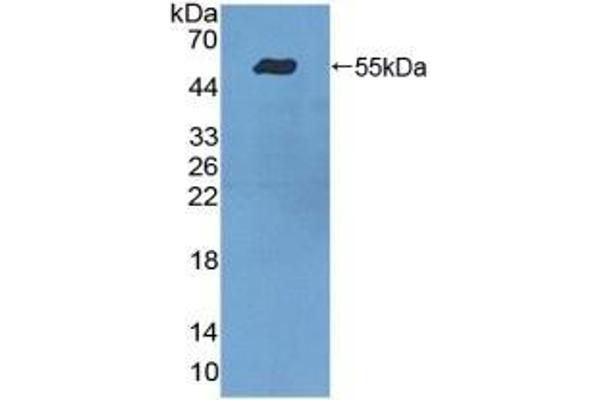 ITGA9 anticorps  (AA 741-965)