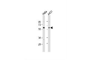 Image no. 4 for anti-Beclin 1, Autophagy Related (BECN1) (AA 210-239) antibody (ABIN388546)