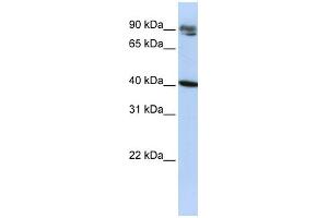 Image no. 1 for anti-Kelch Domain Containing 8A (KLHDC8A) (Middle Region) antibody (ABIN2779131)