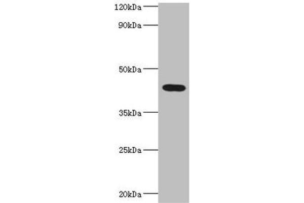 C14orf94 antibody  (AA 1-363)