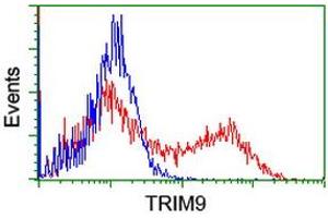 Image no. 2 for anti-Tripartite Motif Containing 9 (TRIM9) (AA 284-669) antibody (ABIN1491325)