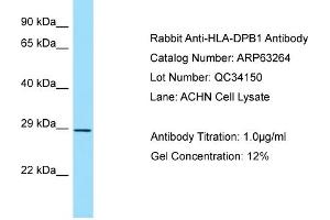 Image no. 1 for anti-Major Histocompatibility Complex, Class II, DP beta 1 (HLA-DPB1) (Middle Region) antibody (ABIN2789429)