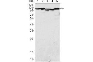 Image no. 2 for anti-Lysine (K)-Specific Demethylase 1A (KDM1A) antibody (ABIN969264)