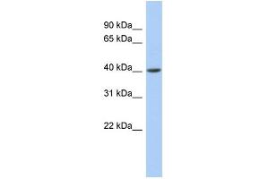 Image no. 1 for anti-Acyl-CoA Dehydrogenase, C-2 To C-3 Short Chain (Acads) (Middle Region) antibody (ABIN2785627)