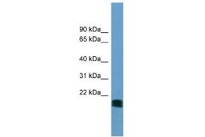 Image no. 1 for anti-5',3'-Nucleotidase, Mitochondrial (NT5M) (N-Term) antibody (ABIN2787192)