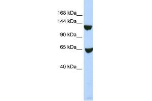 Image no. 1 for anti-SWI/SNF Related, Matrix Associated, Actin Dependent Regulator of Chromatin, Subfamily A, Member 1 (SMARCA1) (N-Term) antibody (ABIN2780460)