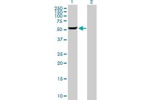 Image no. 1 for anti-Gasdermin D (GSDMD) (AA 1-484) antibody (ABIN529056)
