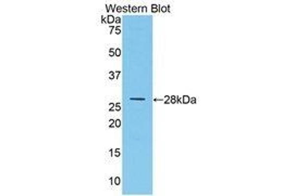 Multimerin 1 antibody  (AA 846-1084)