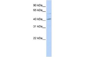 Image no. 1 for anti-V-Maf Musculoaponeurotic Fibrosarcoma Oncogene Homolog (Avian) (MAF) (Middle Region) antibody (ABIN2792536)