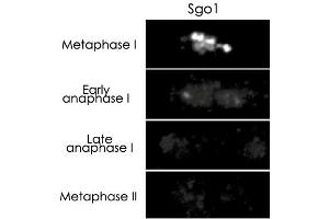Image no. 2 for anti-Shugoshin 1 (SGOL1) antibody (ABIN5587827)