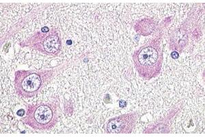 GPR19 Antikörper  (Cytoplasmic Domain)
