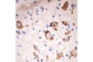 Image no. 4 for anti-Solute Carrier Family 18 (Vesicular Acetylcholine), Member 3 (SLC18A3) (Internal Region) antibody (ABIN571639)