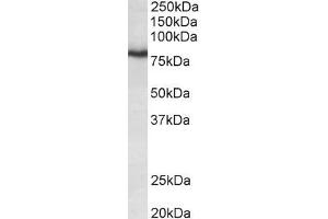 Image no. 1 for anti-Potassium Voltage-Gated Channel, Shaw-Related Subfamily, Member 3 (KCNC3) (AA 317-328) antibody (ABIN870696)