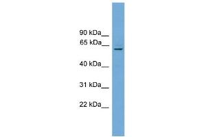 Image no. 1 for anti-phospholipase B Domain Containing 1 (PLBD1) (N-Term) antibody (ABIN2780051)
