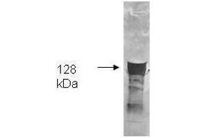 Image no. 2 for anti-Glycerol Kinase (GK) antibody (ABIN99891)
