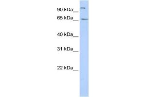 Image no. 1 for anti-Spermatogenesis Associated 16 (SPATA16) (N-Term) antibody (ABIN2787784)