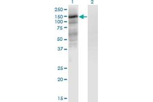 Image no. 4 for anti-Endothelial PAS Domain Protein 1 (EPAS1) (AA 28-347) antibody (ABIN947833)