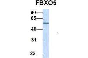 Image no. 4 for anti-F-Box Protein 5 (FBXO5) (C-Term) antibody (ABIN2774700)