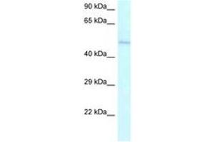 Image no. 1 for anti-Ameloblastin (Enamel Matrix Protein) (AMBN) (AA 286-335) antibody (ABIN6747537)