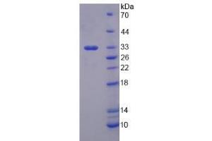 Image no. 1 for Cytochrome P450, Family 1, Subfamily A, Polypeptide 2 (CYP1A2) (AA 192-444) protein (His tag) (ABIN6236973)