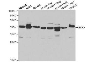 Image no. 2 for anti-Uroporphyrinogen Decarboxylase (UROD) antibody (ABIN6149977)