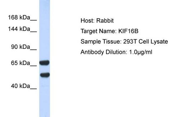 anti-Kinesin Family Member 16B (KIF16B) (N-Term) antibody
