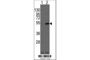 Image no. 1 for anti-Dystrobrevin Binding Protein 1 (DTNBP1) (AA 296-325), (C-Term) antibody (ABIN389170)