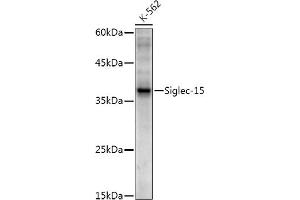 Western blot analysis of extracts of K-562 cells, using Siglec-15 antibody (ABIN7270293) at 1:1000 dilution.