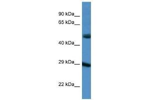 Image no. 1 for anti-Gap Junction Protein, delta 3, 31.9kDa (GJD3) (C-Term) antibody (ABIN927641)