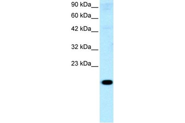anti-Cbp/p300-Interacting Transactivator, with Glu/Asp-Rich Carboxy-terminal Domain, 1 (CITED1) (Middle Region) antibody