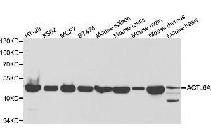 Image no. 1 for anti-Actin-Like 6A (BAF53A) antibody (ABIN1876575)