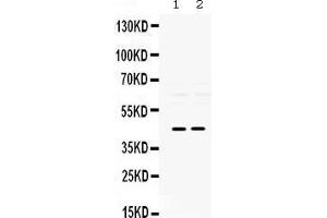 Image no. 4 for anti-Paired Box Gene 2a (PAX2A) (AA 248-282), (C-Term) antibody (ABIN3043591)