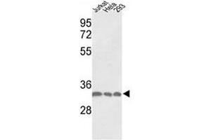 Image no. 7 for anti-Proliferating Cell Nuclear Antigen (PCNA) (AA 231-261) antibody (ABIN3032321)