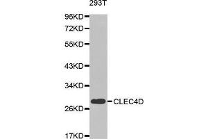 Image no. 2 for anti-C-Type Lectin Domain Family 4, Member D (CLEC4D) antibody (ABIN3016483)