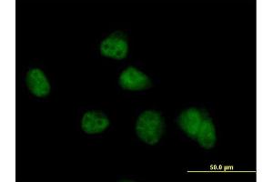 Image no. 3 for anti-COP9 Signalosome Subunit 8 (COPS8) (AA 1-209) antibody (ABIN524327)