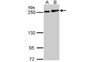 Image no. 1 for anti-Myosin 9 (MYH9) (N-Term) antibody (ABIN2855153)
