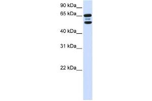 Image no. 1 for anti-F-Box Protein 21 (FBXO21) antibody (ABIN2458715)