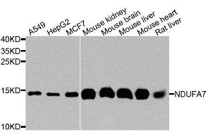 Image no. 1 for anti-NADH Dehydrogenase (Ubiquinone) 1 alpha Subcomplex, 7, 14.5kDa (NDUFA7) antibody (ABIN6144465)