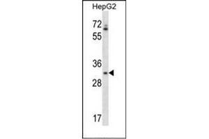 Image no. 1 for anti-Olfactory Receptor, Family 4, Subfamily Q, Member 3 (OR4Q3) (AA 277-307), (C-Term) antibody (ABIN953866)