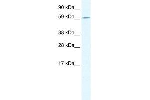 anti-Transforming Growth Factor beta 1 Induced Transcript 1 (TGFB1I1) (Middle Region) antibody