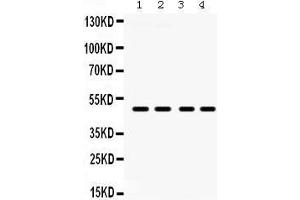 Image no. 1 for anti-Coagulation Factor II (thrombin) Receptor-Like 1 (F2RL1) (AA 349-383), (C-Term) antibody (ABIN3042381)