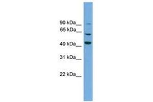 Image no. 1 for anti-Taxilin gamma (TXLNG) (AA 51-100) antibody (ABIN6744647)
