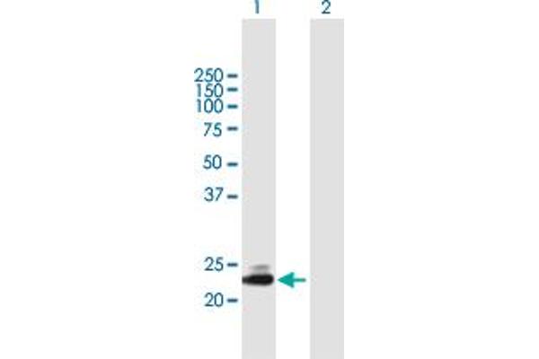 TMED5 antibody  (AA 1-229)