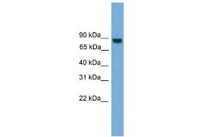Image no. 1 for anti-Exocyst Complex Component 8 (EXO84) (N-Term) antibody (ABIN2785344)