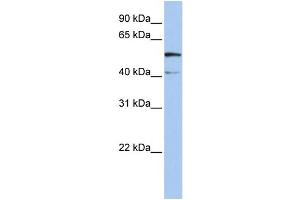 anti-Solute Carrier Family 23 Member 3 (SLC23A3) (N-Term) antibody