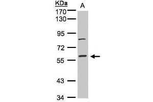 Image no. 1 for anti-Mitogen-Activated Protein Kinase 8 Interacting Protein 1 (MAPK8IP1) (Center) antibody (ABIN2854806)