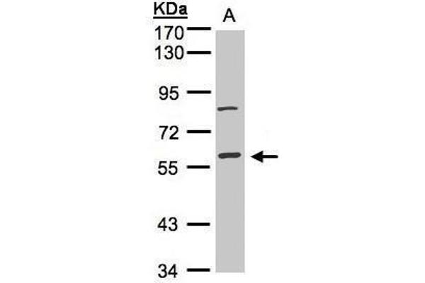 anti-Mitogen-Activated Protein Kinase 8 Interacting Protein 1 (MAPK8IP1) (Center) antibody